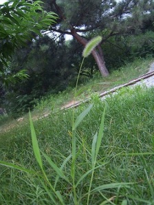 Green foxtail millet (Setaria viridis)