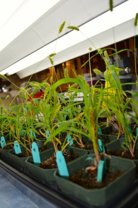 Tray of Setaria viridis growing in the lab.
