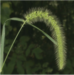 The panicles of S. faberi bend over, or "nod." 