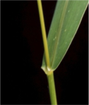 A close up of the leaf blade of S. viridis shows a smooth surface.