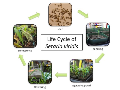 Life cycle of Setaria viridis