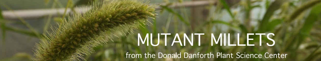 Mutant Millets