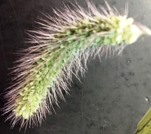 Purple panicle spikelets or bristles on Setaria viridis mutant family 00578 M4 observed at St Josephs  in Spring 2015